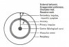 Diagram-Armored-Organism.jpg