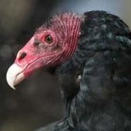 el-gallinazo