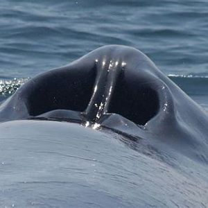 Blowhole
