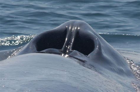 Blowhole