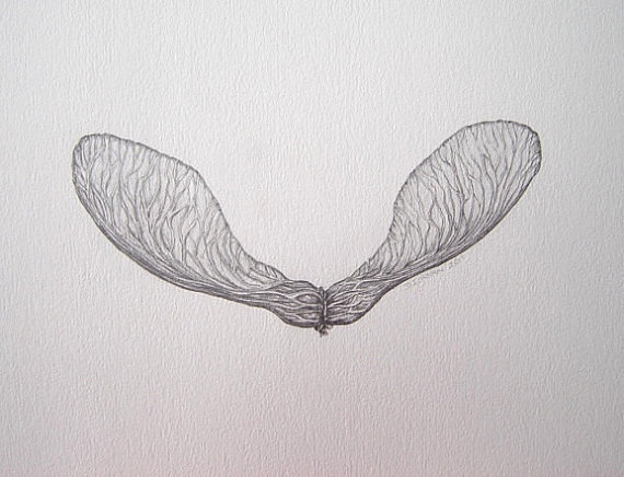 9e183d7f97e32d9e481a53cb8fcf3b9c--seed-pods-get-a-tattoo.jpg